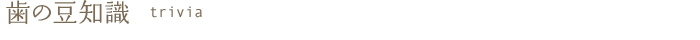 歯の豆知識